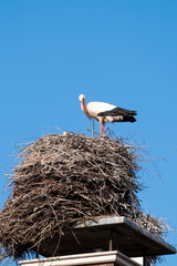 A stork stands in its nest on a chimney, in the spring , blue sky in background