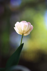 Photo of a radiant green spring background of white tulip. Low depth of field