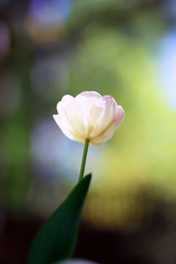 Fototapeta premium Photo of a radiant green spring background of white tulip. Low depth of field