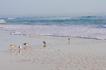 little birds on the sandy beach