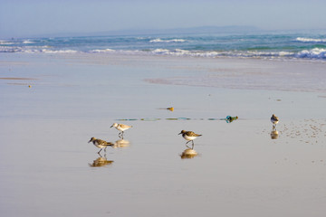 little birds on the sandy beach