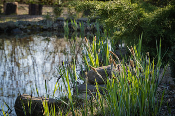Blooming sedge Carex 