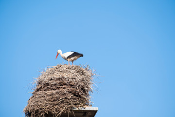 A stork stands in its nest on a chimney, in the spring , blue sky in background
