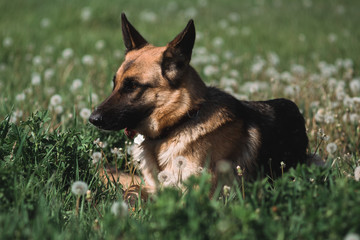German shepherd lies in a field of dandelions, a shepherd in nature, a dog in the grass