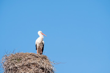 Fototapeta premium A stork stands in its nest on a chimney, in the spring , blue sky in background
