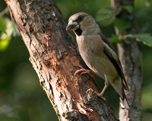 Hawfinch perched in a tree
