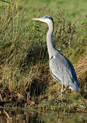 Grey Heron stood on the bank
