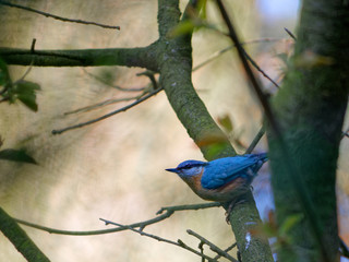 The Eurasian nuthatch or wood nuthatch, Sitta europaea