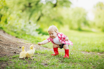 Pretty fair-haired blue-eyed toddler girl in pink plaid shirt, white t-shirt, blue denim jeans shorts and stylish red robber boots walking in the farm park with ducks and ducklings
