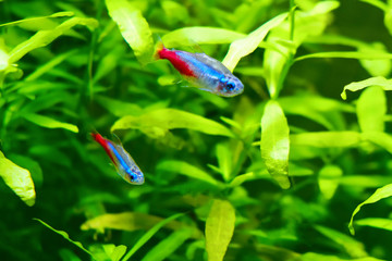 Two Neon tetra fish. Paracheirodon innesi freshwater aquarium fish