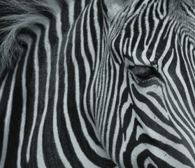 Obraz na płótnie Canvas Close Up Of Zebra