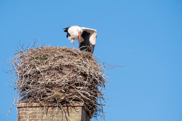 Fototapeta premium A stork stands in its nest on a chimney, the bird shakes out its wing, blue sky in background