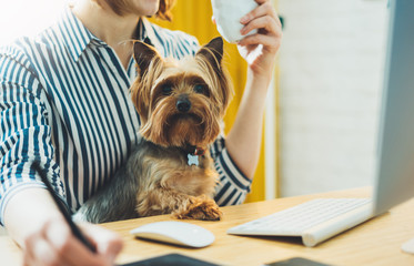 pet with graphic designer working at home workplace on background computer, isolation smile hipster manager with dog using device, graw on portable tablet, jorkshire terrier looking work process
