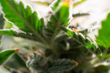 Sativa Fresh green weed In details. Macro trichomes of cannabis. Indica flower.