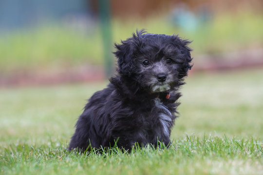 Junger Maltipoo Welpe im Garten Malteser Zwergpudel