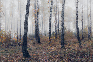 Misty morning in the woods in the fall.