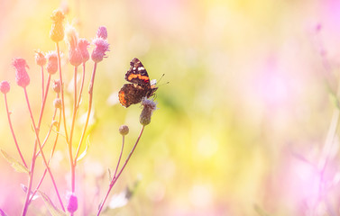 Vanessa atalanta the red admiral butterfly on top of flowering creeping thistle blossom on meadow...