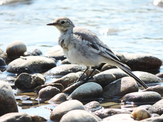  A Wagtail bird on the rocks on the river Bank beautiful delicate plumage