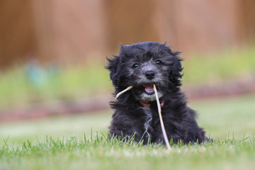 Junger Maltipoo Welpe im Garten Malteser Zwergpudel