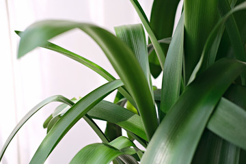 Obraz premium Clivia miniata plant. Beautiful flower on white background with shadows in a pot. minimalism concept. scandinavian style room interior. close up view