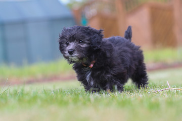 Junger Maltipoo Welpe im Garten Malteser Zwergpudel