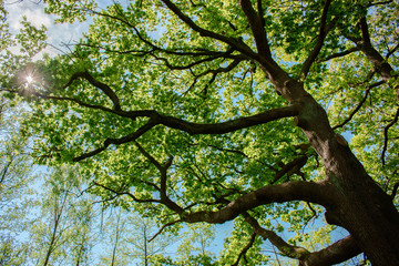 Forest trees. nature green wood sunlight backgrounds