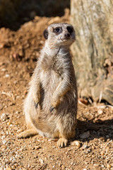 Erdmännchen als Portrait.