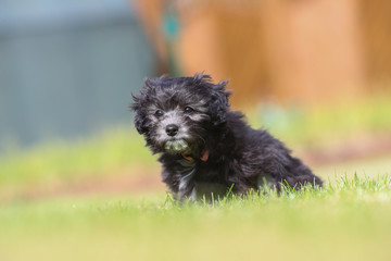 Junger Maltipoo Welpe im Garten Malteser Zwergpudel