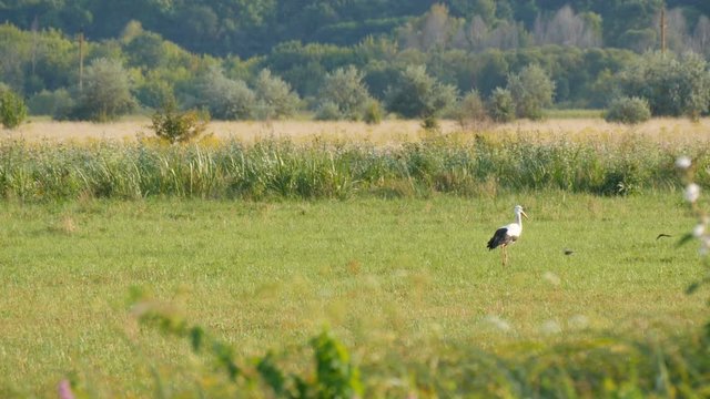 A lone stork walks in the wild in the green grass of the steppe.
