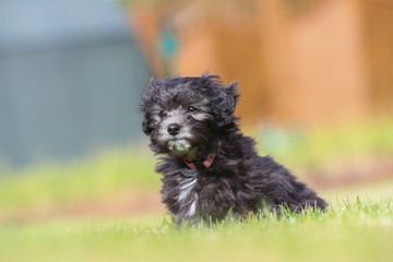 Junger Maltipoo Welpe im Garten Malteser Zwergpudel