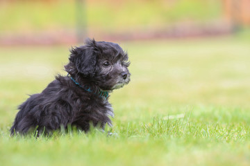 Junger Maltipoo Welpe im Garten Malteser Zwergpudel