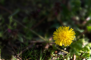 Yellow flower on the green background.