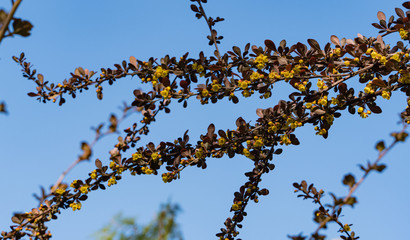 Beautiful lilac foliage with yellow flowers on curved branches of barberry Berberis thunbergii Atropurpurea against blue sky. Selective focus. Evergreen landscaped garden in spring.