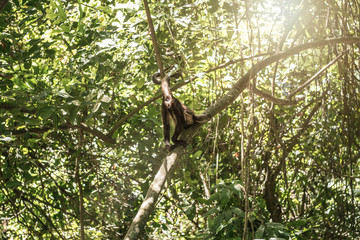 Affe im Tayrona park Kolumbien