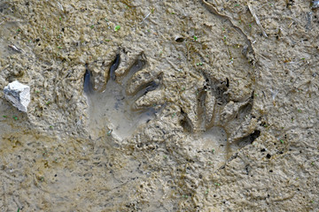 Raccoon tracks - Waschbär-Spuren / (Procyon lotor) 