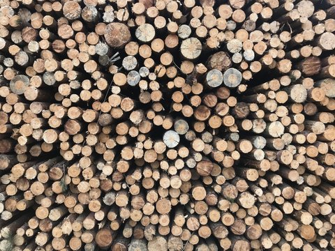 vorlage muster baumstamm baum forst baumst&auml;mme raummeter baumscheiben baumstamm brennholz muster tapete