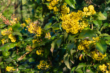 Obraz premium Yellow inflorescences on branches of Mahonia aquifolium or Oregon bloom on blurry background of green prickly foliage. Selective focus. Close-up. Huge yellow flower. Natural backdrop for any idea.