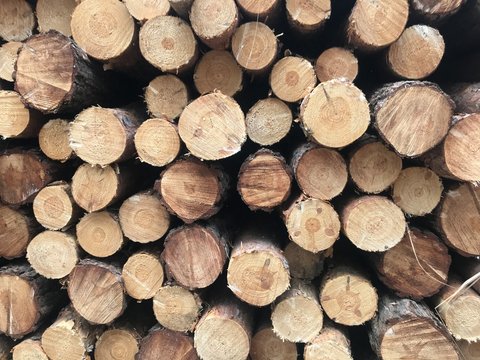 vorlage muster baumstamm baum forst baumst&auml;mme raummeter baumscheiben baumstamm brennholz muster tapete