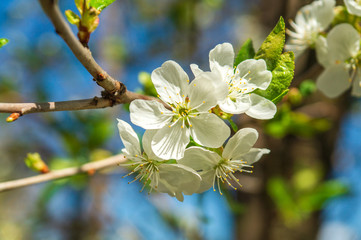 Flowers and buds in early spring on a cherry branch in the garden