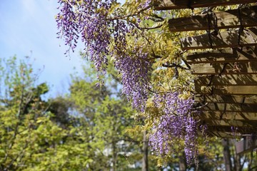 Wisteria flowers blooming on the wisteria trellis.