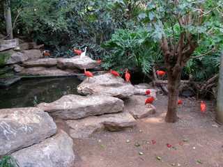 bird in the ramat gan safari israel