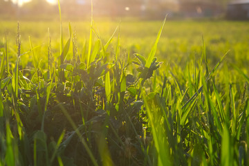 Greenery. Grass close-up. The plant is large. Wallpaper. Sun glare light.