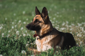 German shepherd lies in a field of dandelions, a shepherd in nature, a dog in the grass