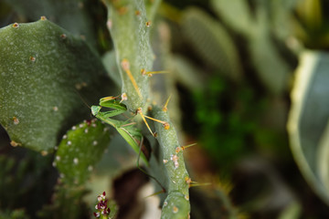Green mantis is looking for prey on a cactus