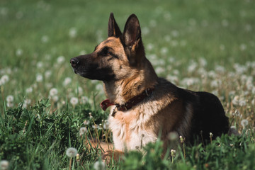 German shepherd lies in a field of dandelions, a shepherd in nature, a dog in the grass