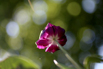 Fototapeta na wymiar Photo of a radiant green spring background of tulips. Low depth of field