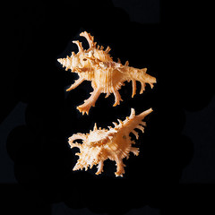 Murex Seashells. Pacific Seashells