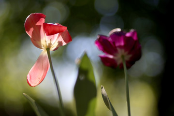 Photo of a radiant green spring background of tulips. Low depth of field
