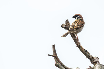 Spatz auf dem Ast 1 (2020-04)