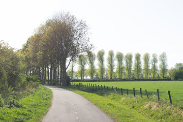 Fototapeta premium Bike path in Dutch Nature scene